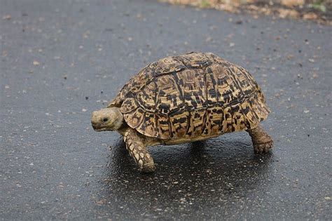  “The Tortoise and the Leopard”: Een verhaal over doorzettingsvermogen en de gevaren van arrogantie